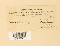 Caeoma luminatum image