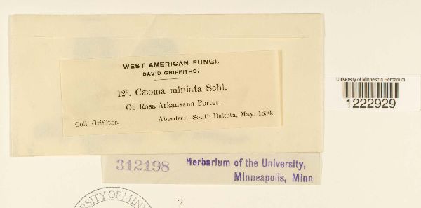 Caeoma miniatum image