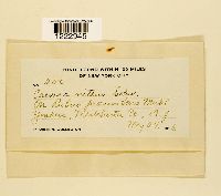 thumbnail image of current specimen