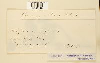 thumbnail image of current specimen