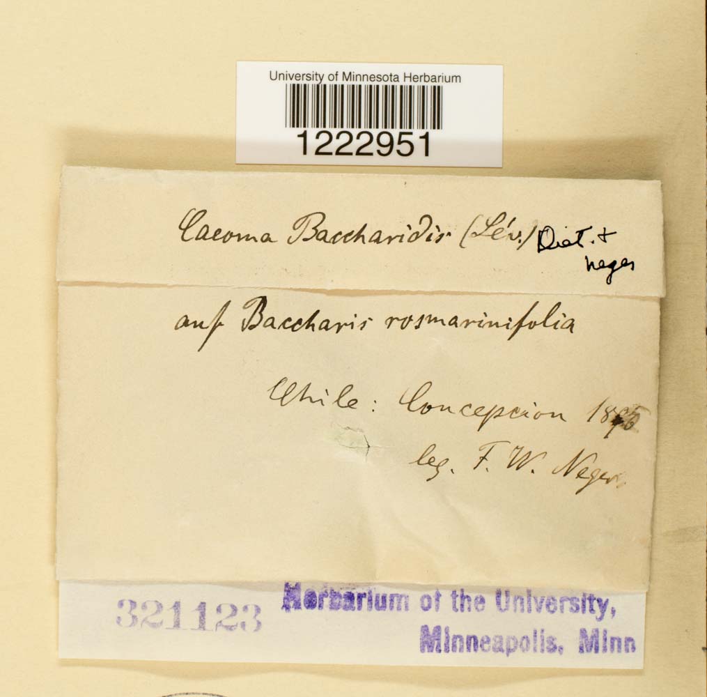 Caeoma baccharidis image