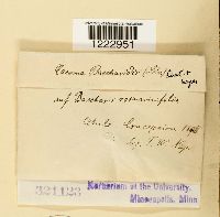 Media resource of Caeoma baccharidis