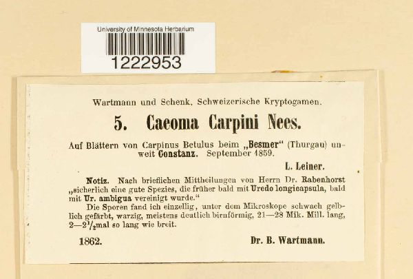 Caeoma carpini image