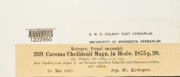 Caeoma chelidonii image