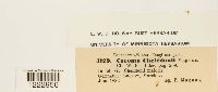 Caeoma chelidonii image