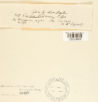 Caeoma chelidonii image