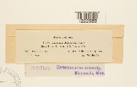 Media resource of Caeoma alliorum