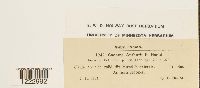 Media resource of Caeoma anthurii