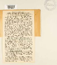Media resource of Caeoma ari-italici