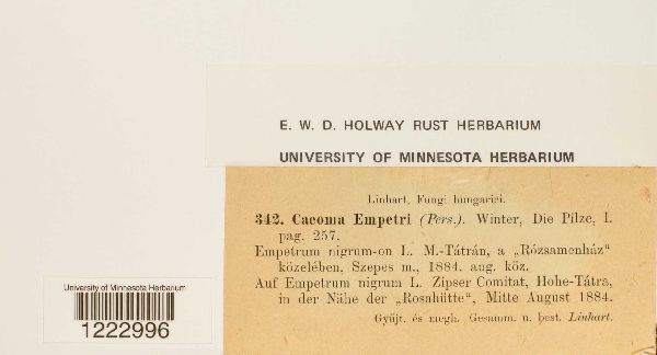 Caeoma empetri image