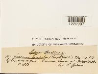 Image Associated With the Occurrence