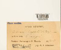 Caeoma empetri image