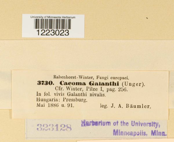 Caeoma galanthi image