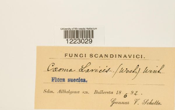 Caeoma laricis image