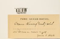 Caeoma laricis image