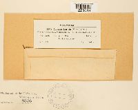 Caeoma laricis image