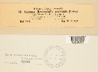 Caeoma mercurialis image