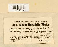 Caeoma mercurialis image