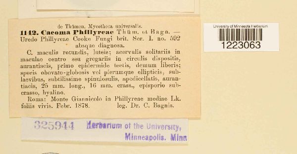 Caeoma phillyreae image