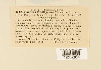 Caeoma phillyreae image