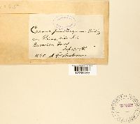 Thumbnail image of current specimen