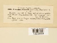 Caeoma poterii image