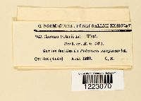 Caeoma poterii image