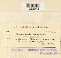 Caeoma pulcherrimum image