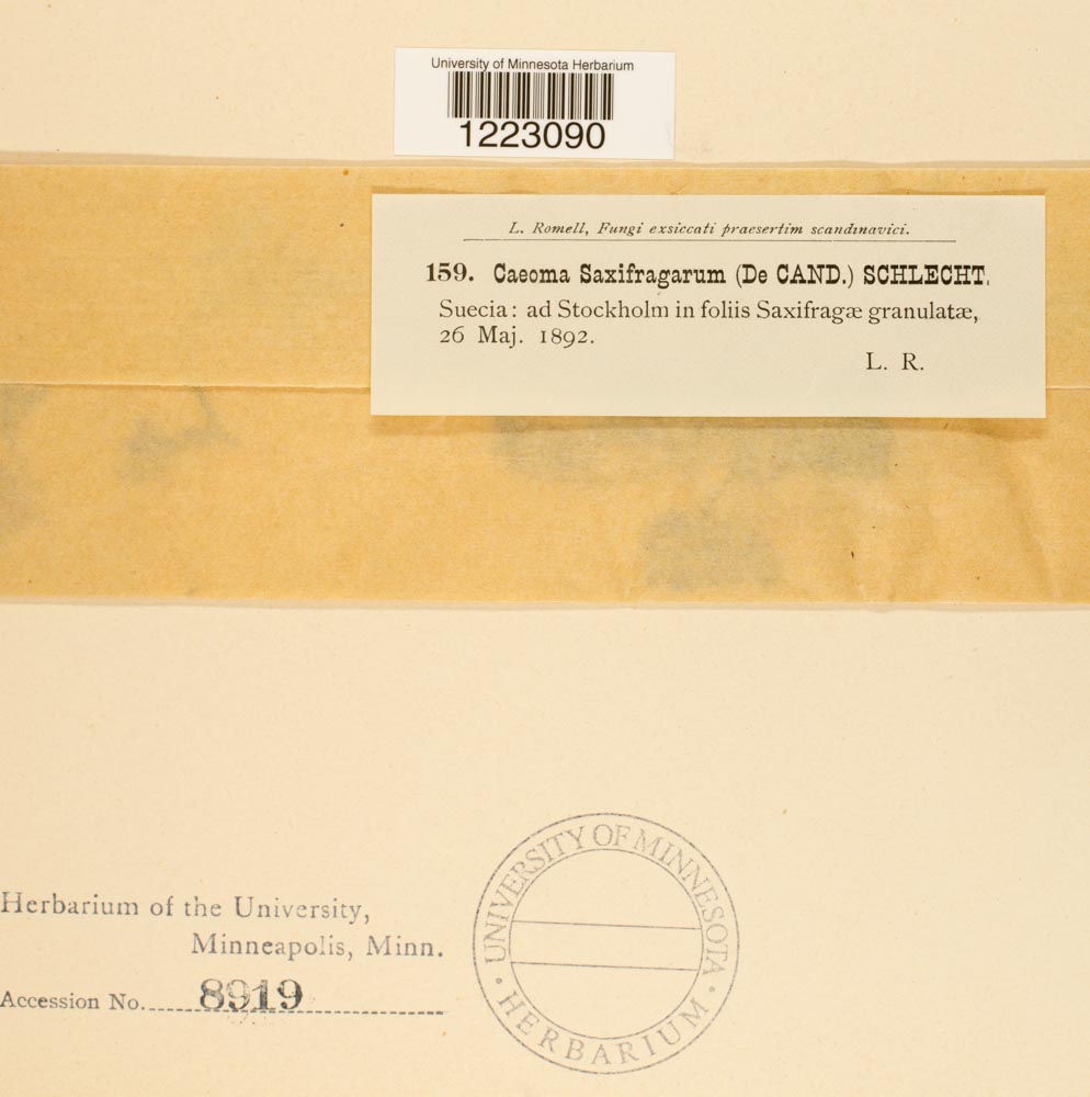 Caeoma saxifragarum image