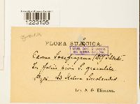 Caeoma saxifragarum image