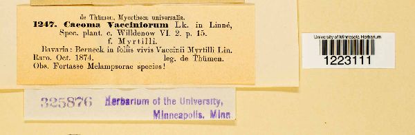 Caeoma vacciniorum image