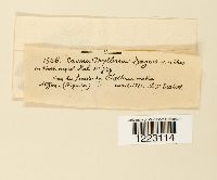 Caeoma phillyreae image