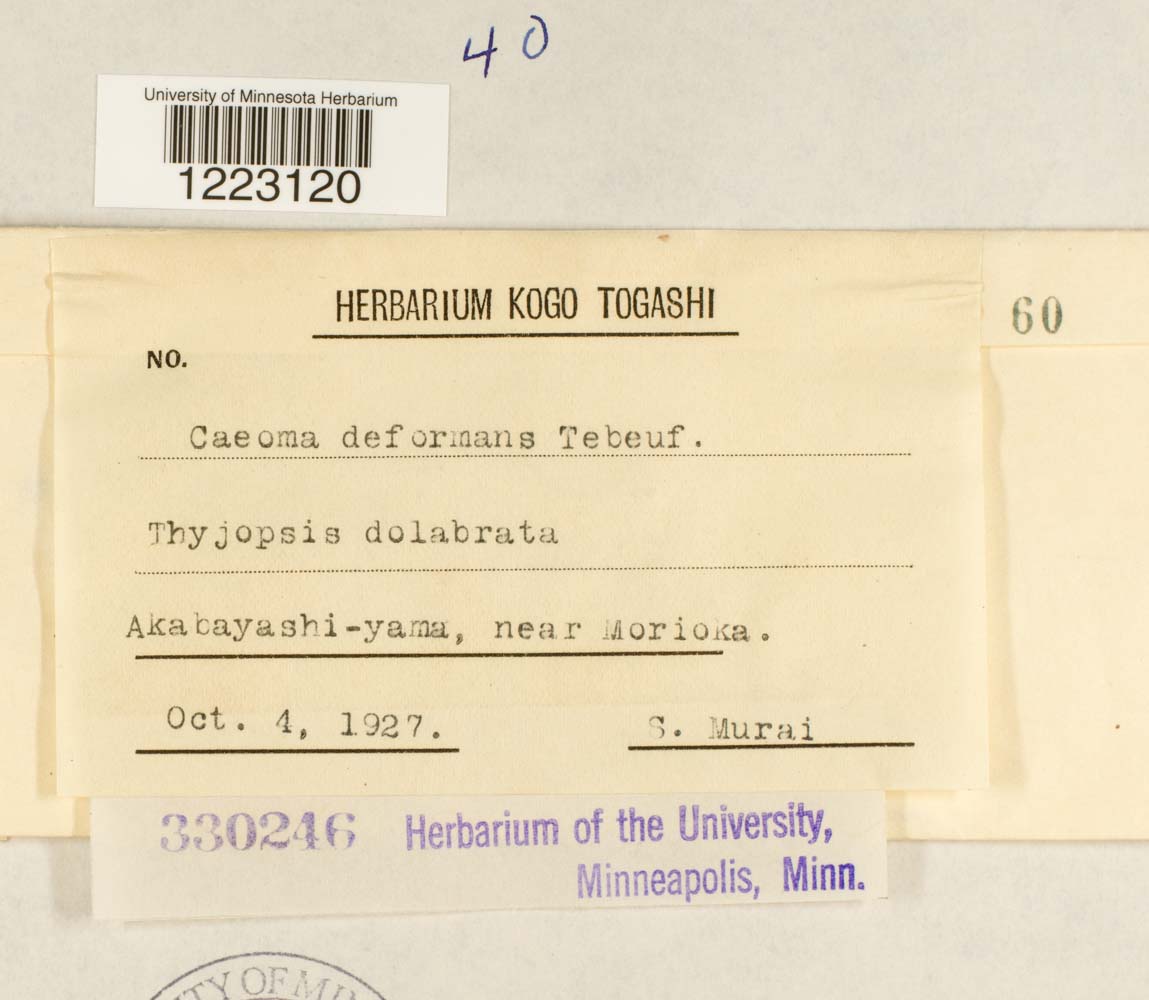 Caeoma deformans image