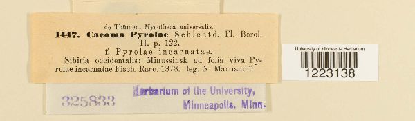 Caeoma pyrolae image