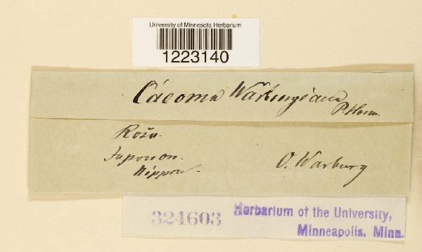 Caeoma warburgiana image