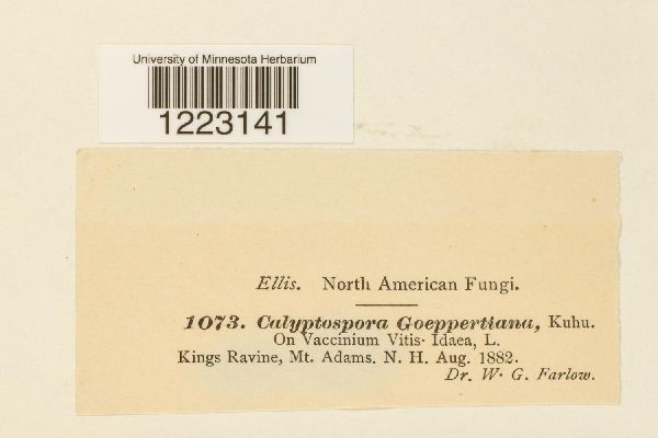 Calyptospora geoppertiana image