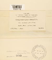 Pucciniastrum goeppertianum image