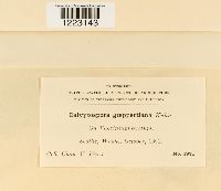 Pucciniastrum goeppertianum image