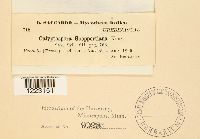 Pucciniastrum goeppertianum image