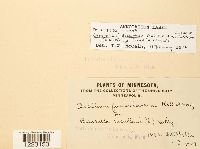 Aplopsora dicentrae image