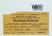 Aplopsora dicentrae image