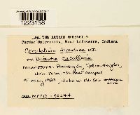 Aplopsora dicentrae image