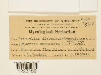 Aplopsora dicentrae image