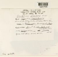 Aplopsora dicentrae image