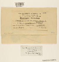 Aplopsora dicentrae image