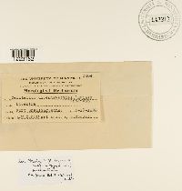 Aplopsora dicentrae image