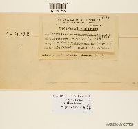 Aplopsora dicentrae image