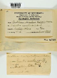 Aplopsora dicentrae image