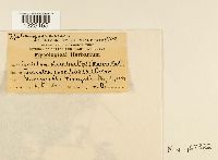 Aplopsora dicentrae image