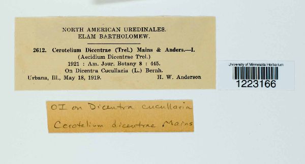 Aplopsora dicentrae image